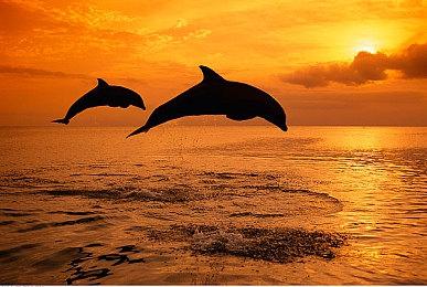 《黑色沙漠》公布全新职业“妲卡尼亚” 4月6日上线